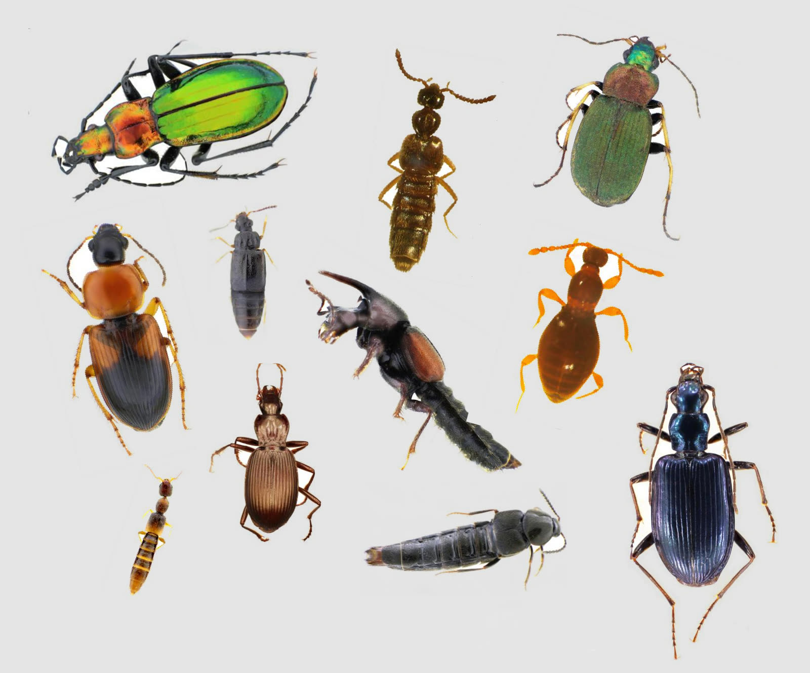 Planche de dix Coléoptères Carabidae et Staphylinidae identifiés, vues dorsales