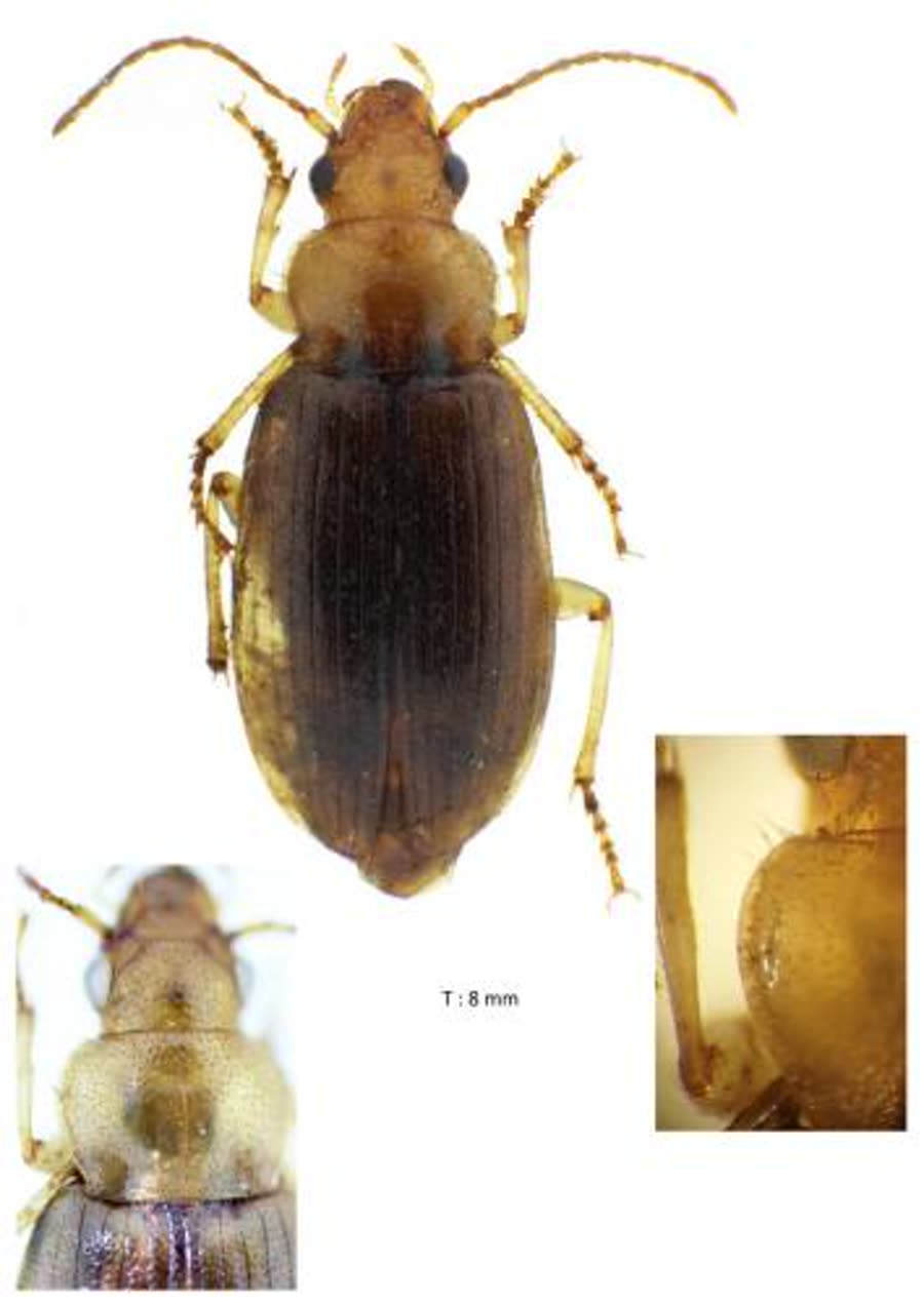 Dicheirotrichus obsoletus, vue dorsale et détails