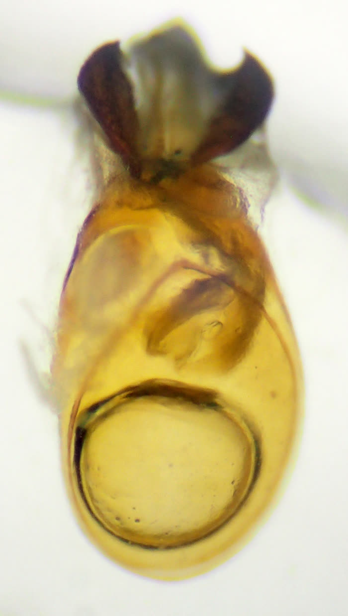 Gyrohypnus angustatus, détail de l'édéage