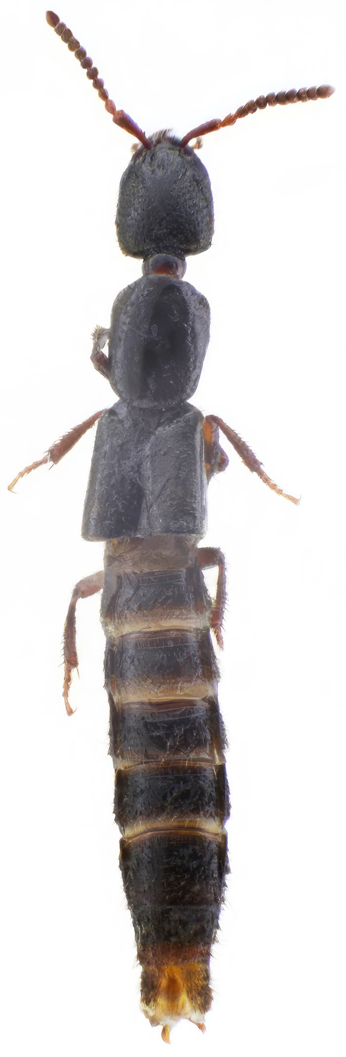 Gyrohypnus angustatus, vue dorsale