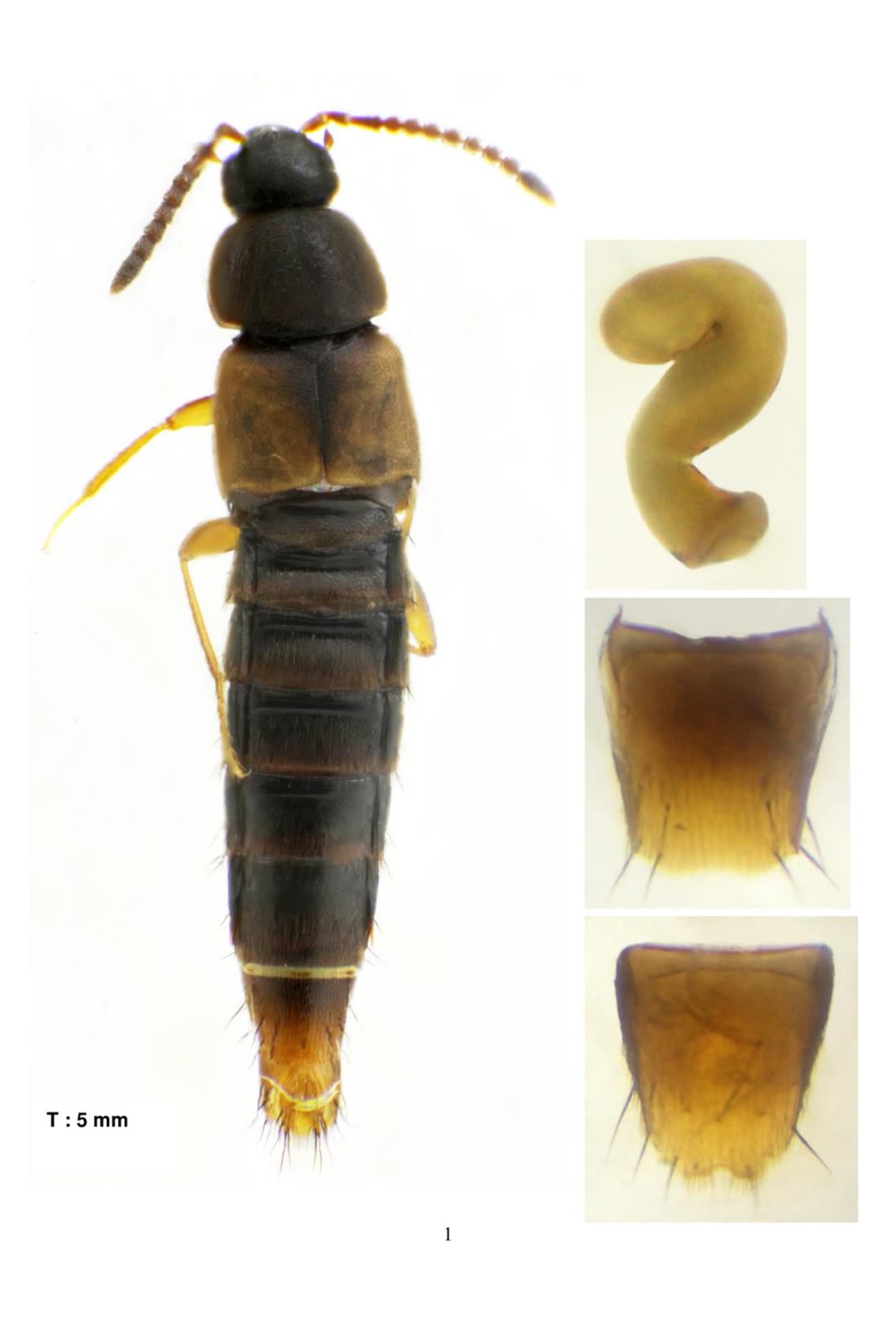 Nehemitropia lividipennis, vue dorsale et dissection (spermathèque)