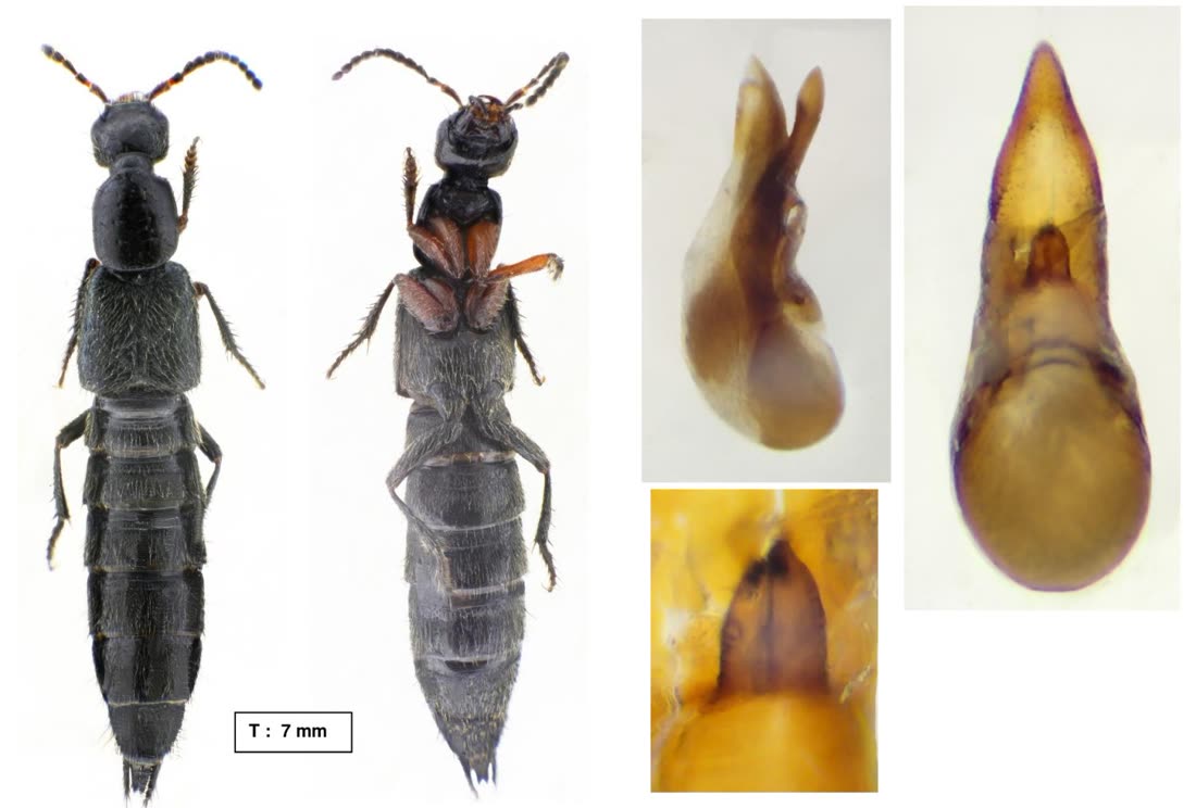 Philonthus rufimanus, vues dorsale et ventrale, pièces génitales